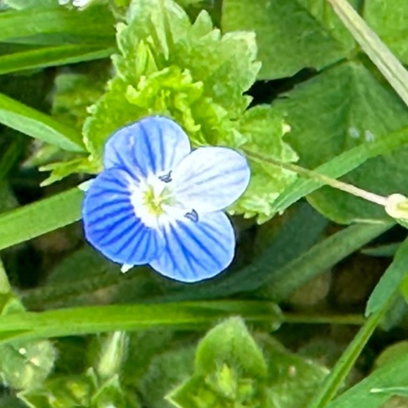 Meet your Posher, Em - Picture 1 of 1